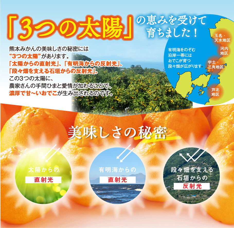 「3つの太陽」の恵みを受けて育ちました！熊本みかんの美味しさの秘密には”3つの太陽”があります。「太陽からの直射光」、「有明梅からの反射光」、「段々畑を支える石垣からの反射光」。この3つの太陽に、農家さんの手間ひまと愛情が加わることで、濃厚で甘～いおでこが生み出されるのです。