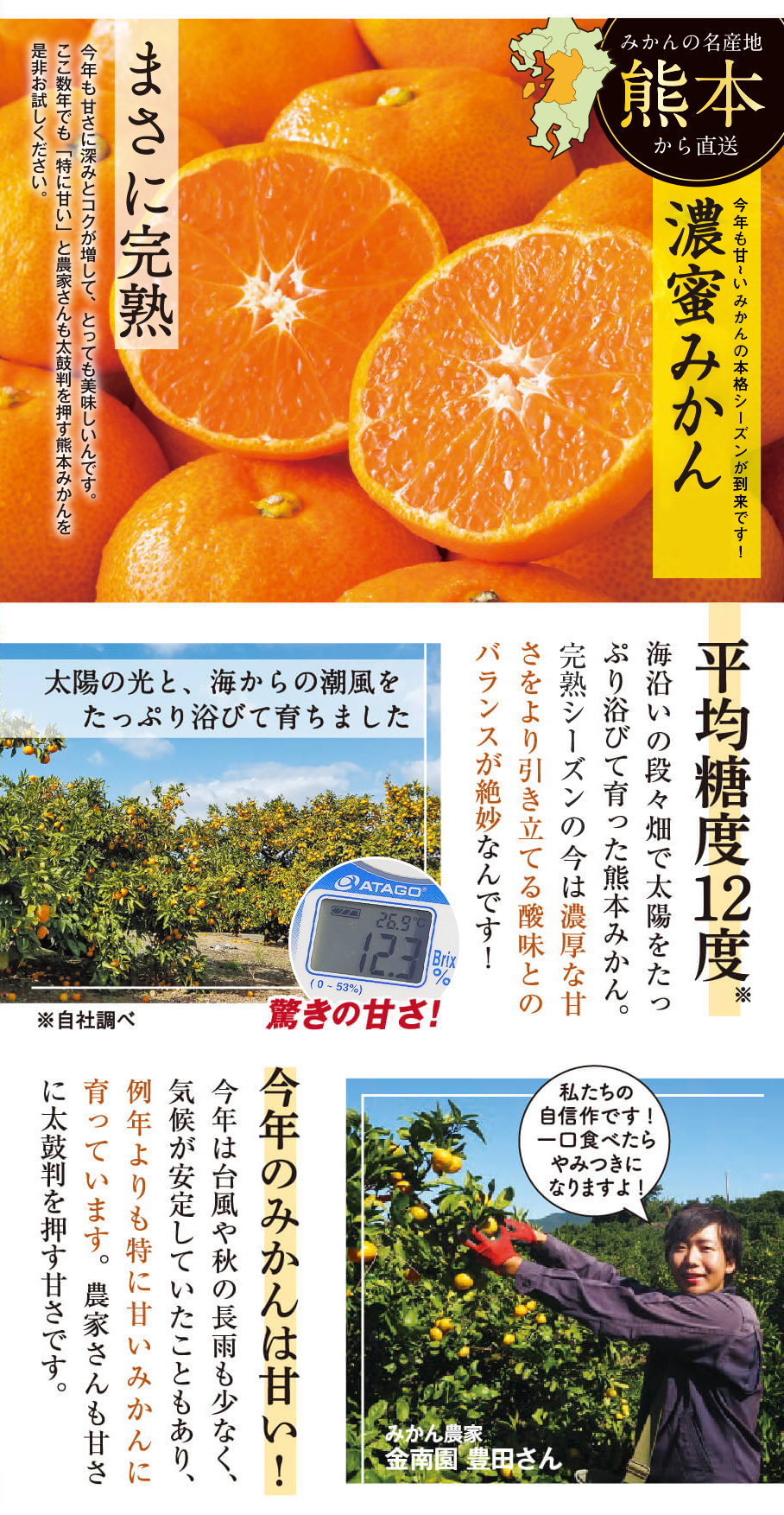 みかんの名産地熊本から直送　今年も甘～いみかんの本格シーズンが到来です！濃密みかん　まさに完熟　今年も甘さに深みとコクが増して、とっても美味しいです。ここ数年でも「特に甘い」と農家さんも太鼓判を押す熊本みかんを是非お試しください。平均糖度12度　海沿いの段々畑で太陽をたっぷり浴びて育った熊本みかん。シーズン終盤の今年は濃厚な甘さをより引き立てる酸味とのバランスが絶妙なんです！今年のみかんは甘い！今年は台風や秋の長雨も少なく、気候が安定していたこともあり、例年よりも特に甘いみかんに育っています。農家さんも甘さに太鼓判を押す甘さです。