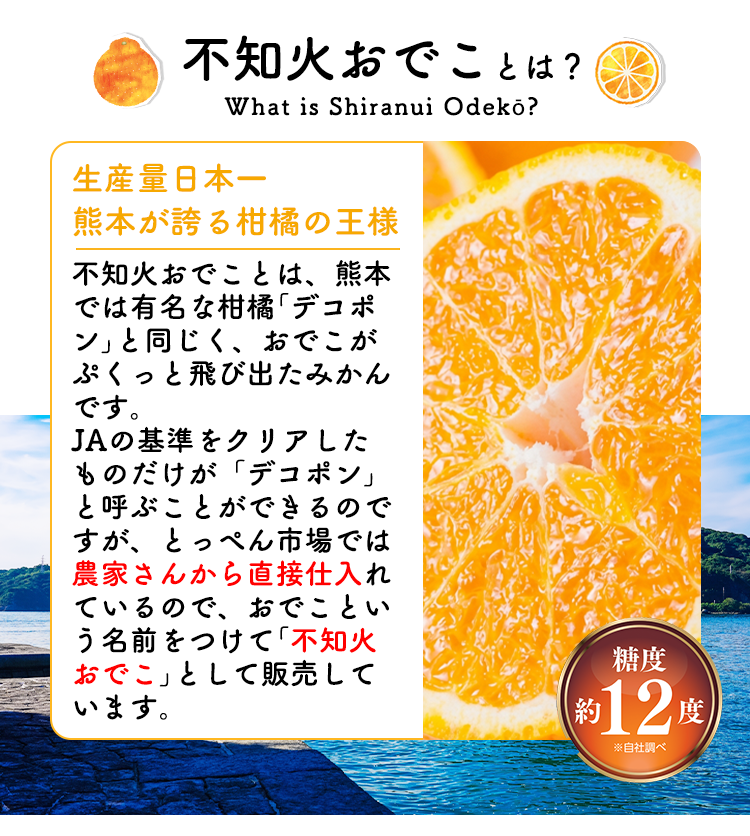 初回限定】不知火おでこがお試し価格！