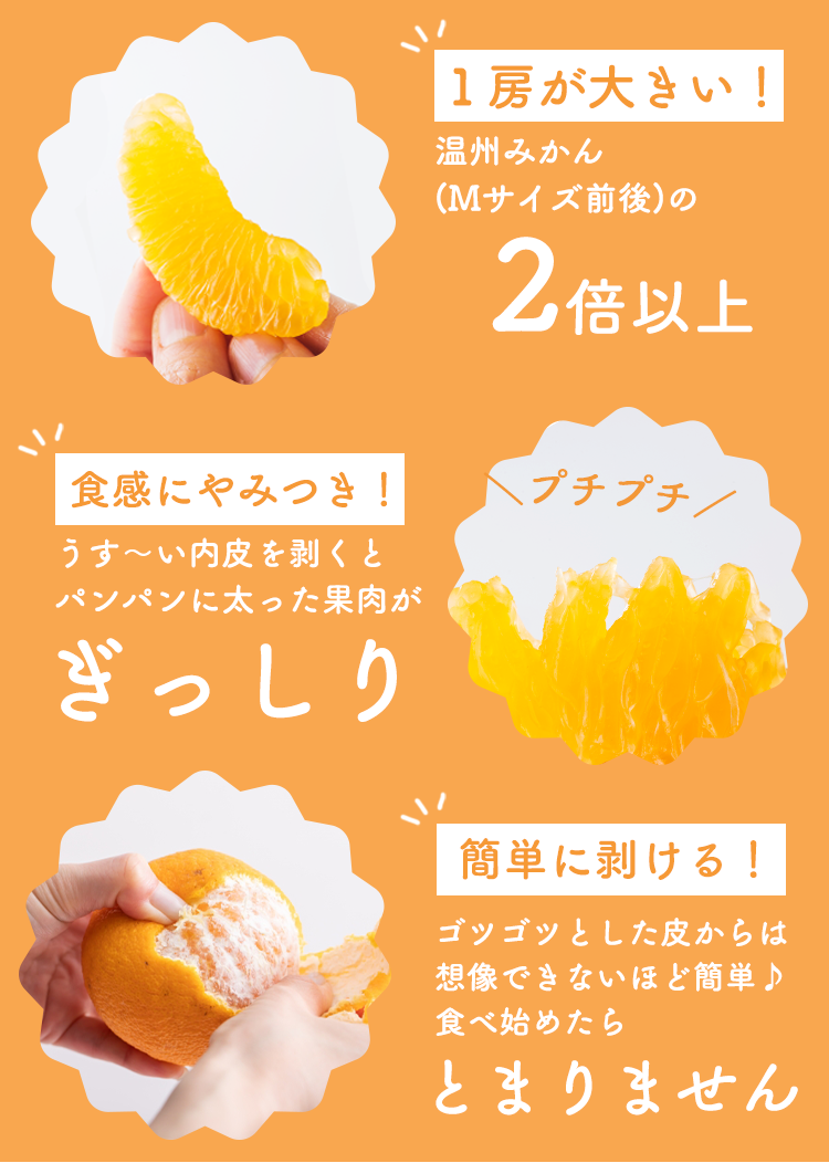 初回限定】不知火おでこがお試し価格！