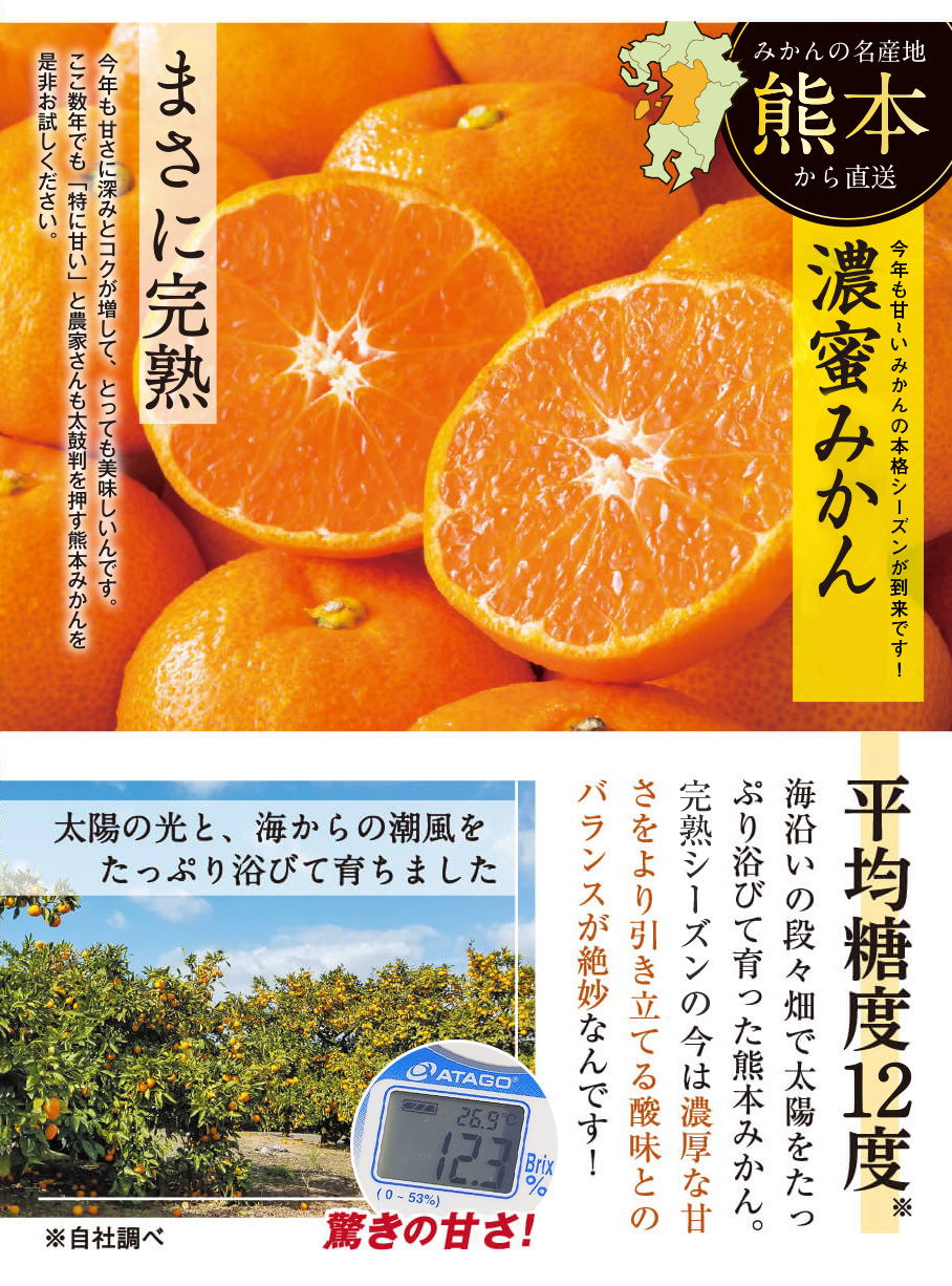 みかんの名産地熊本直送　甘さに深み！濃～厚なコク。平均糖度12度！