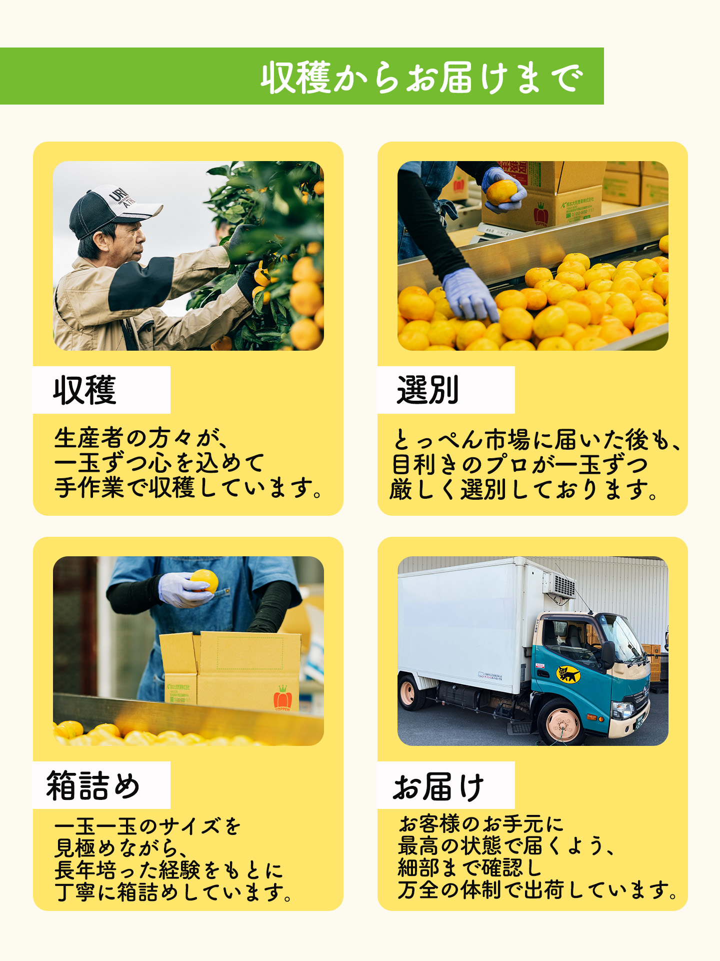 収穫からみお届けまで>

<a href=
