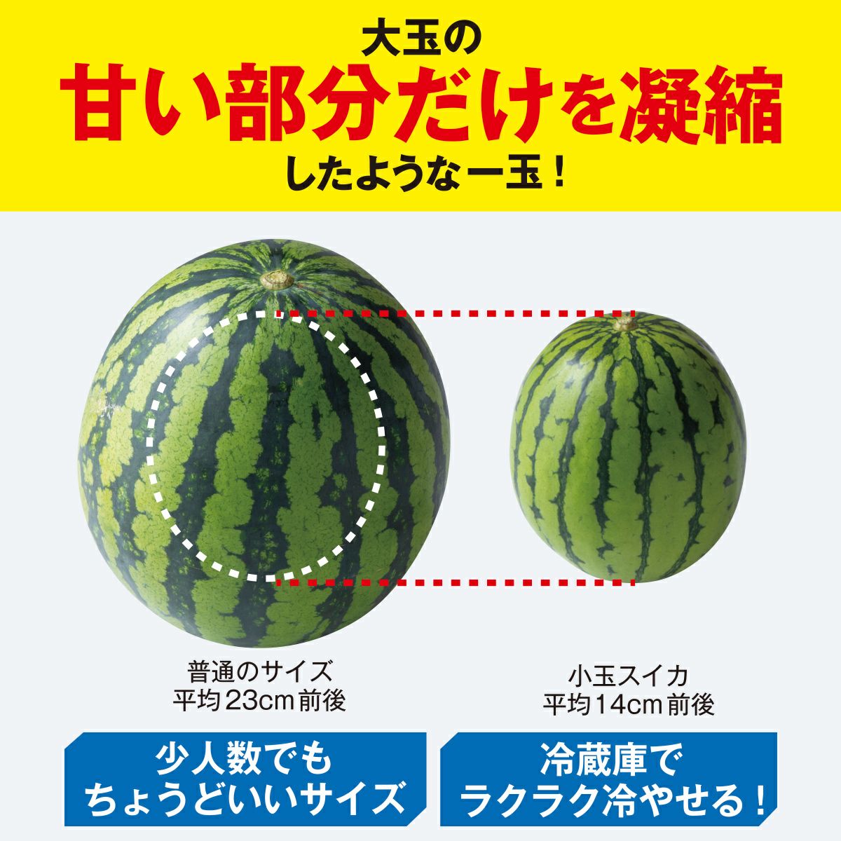 熊本県産 小玉すいか 2玉（1玉：1.5kg以上）【送料無料】 - 少人数家族