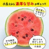 どっちも食べたい！ 小玉すいか＆肥後グリーンメロンセット【送料無料】