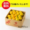 一番出荷　温州みかん（極早生） 約5kg（45～90玉前後 L～Sサイズ）【送料無料】