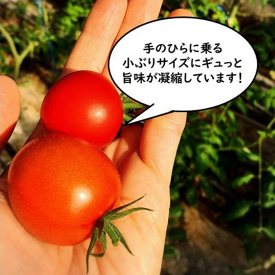 弾ける美味しさ！完熟 極甘トマト （約1kg／18～24玉）【送料無料