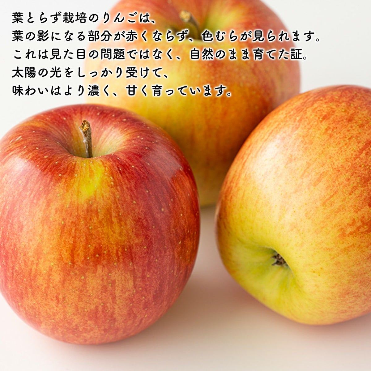 葉とらず完熟　蜜入りサンふじ 　約2.5kg（7～10玉入）【送料無料】