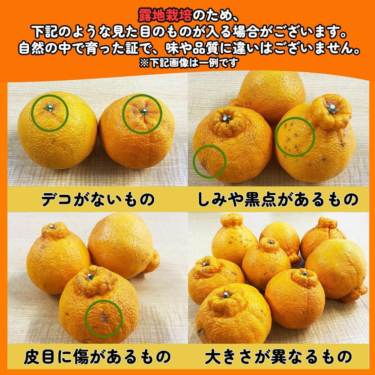 蔵熟不知火おでこ 約4kg（15～22玉入り）【送料無料】