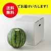 一番出荷　植木の春すいか（１玉：5㎏前後／Ｍサイズ）【送料無料】