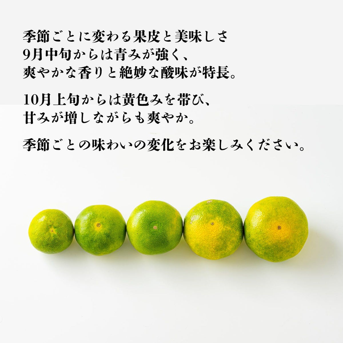 一番出荷　温州みかん（極早生） 約3kg（25～50玉前後 L～２Sサイズ）【送料無料】