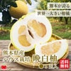熊本県産　ハウス栽培　晩白柚　1玉入【送料無料】