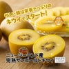 ニュージーランド産　完熟サンゴールドキウイ 約1.2kg