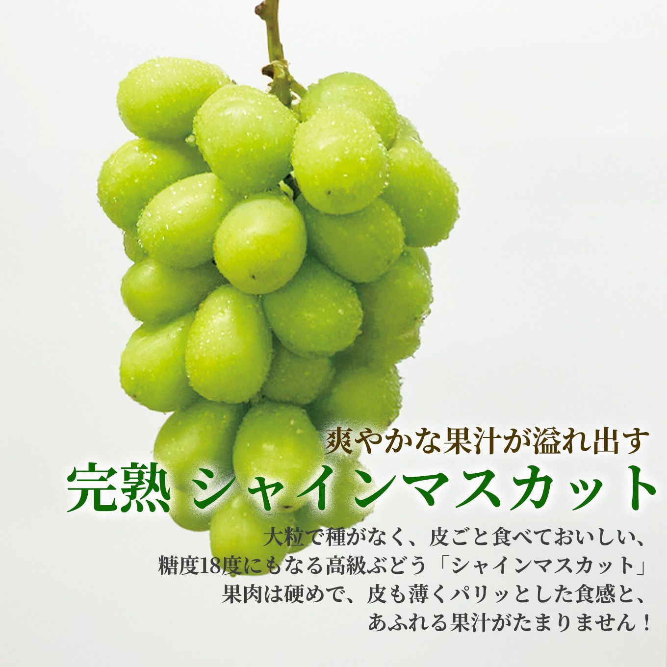 完熟 シャインマスカット 1房（600g前後） 【送料無料】 - とっぺん市場