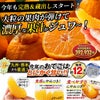 蔵熟不知火おでこ 約2kg（6～12玉入り 大小混合）【送料無料】