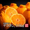 完熟 デコポン 約2.5kg（8～12玉）【送料無料】