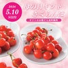 ≪２０２５年母の日限定ギフト≫ 山形県産直！完熟さくらんぼ「佐藤錦」ダイヤパック（100ｇ×２パック）【送料無料】
