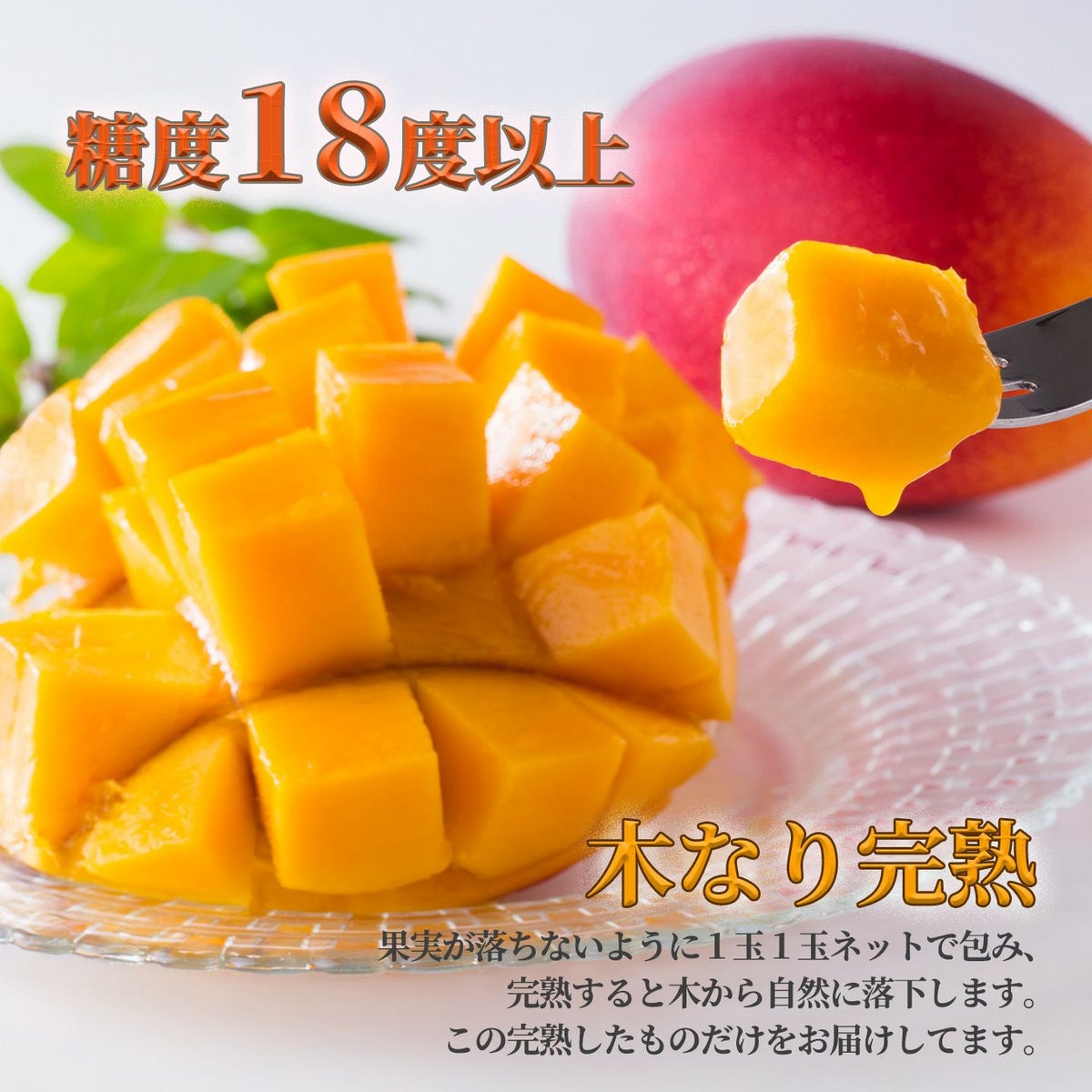 ≪化粧箱入≫熊本産 完熟マンゴー 2玉入り（1玉約350～400ｇ）【送料無料】