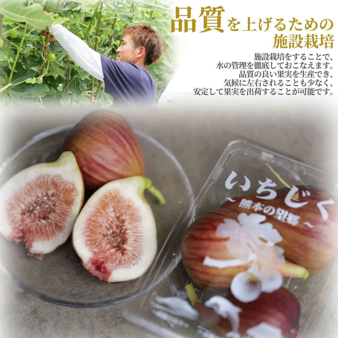 熊本県産直 完熟いちじく 4パック（1パック：250g／3～5玉入）【送料