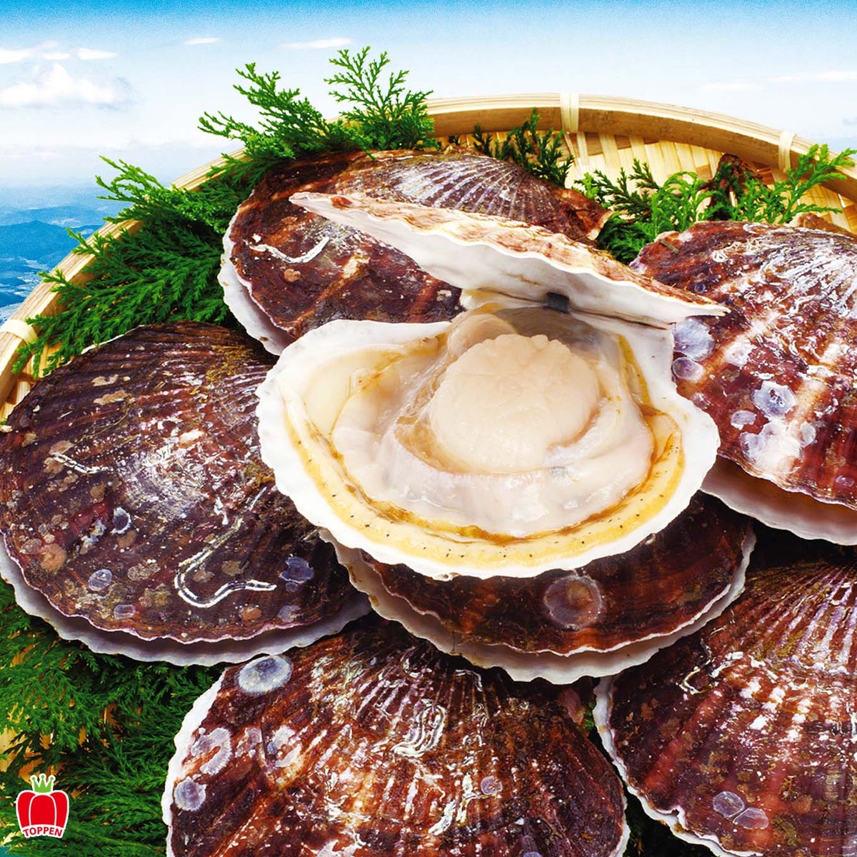 北海道産直！　オホーツク湧別産 夏の活ほたて　（約2㎏/1箱：10～14枚入り）【送料無料】≪産地直送のため他の商品と同梱できません≫