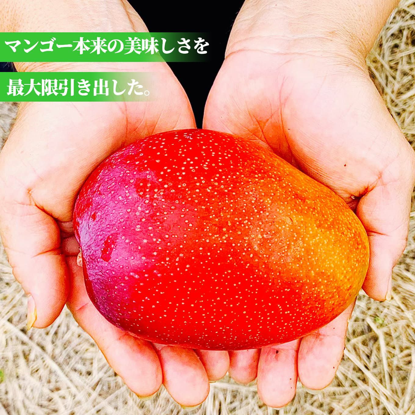宮古島産 完熟マンゴー 3～4玉入り（約1.8kg前後）【送料無料
