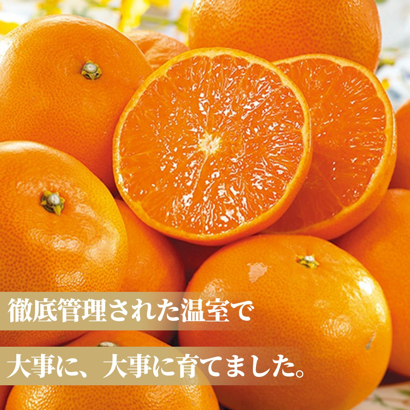 熊本・佐賀県産 温室みかん 1.3kg（12～25玉入り）【送料無料】 - とっ