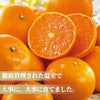 熊本県産　ハウス栽培　温州みかん 1.3kg（10～20玉入り）【送料無料】