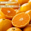 熊本県産　温室みかん 1.3kg（12～25玉入り）【送料無料】