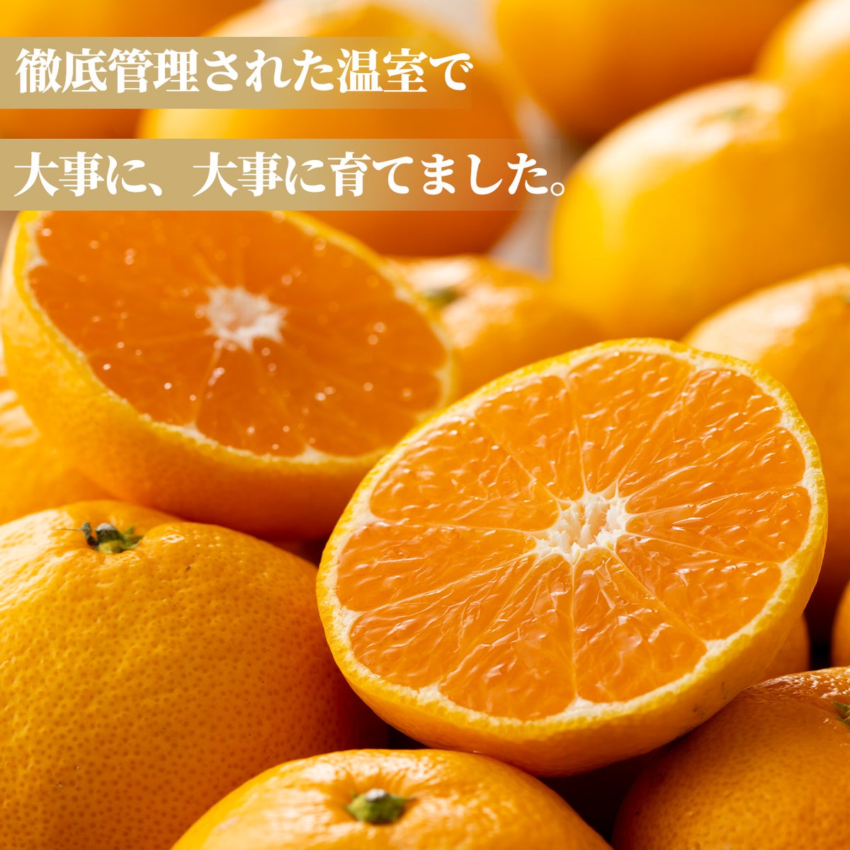 熊本県産　温室みかん 1.3kg（12～25玉入り）【送料無料】