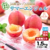 高糖度すもも　サマーエンジェル　約1.5ｋｇ（12玉入）【送料無料】