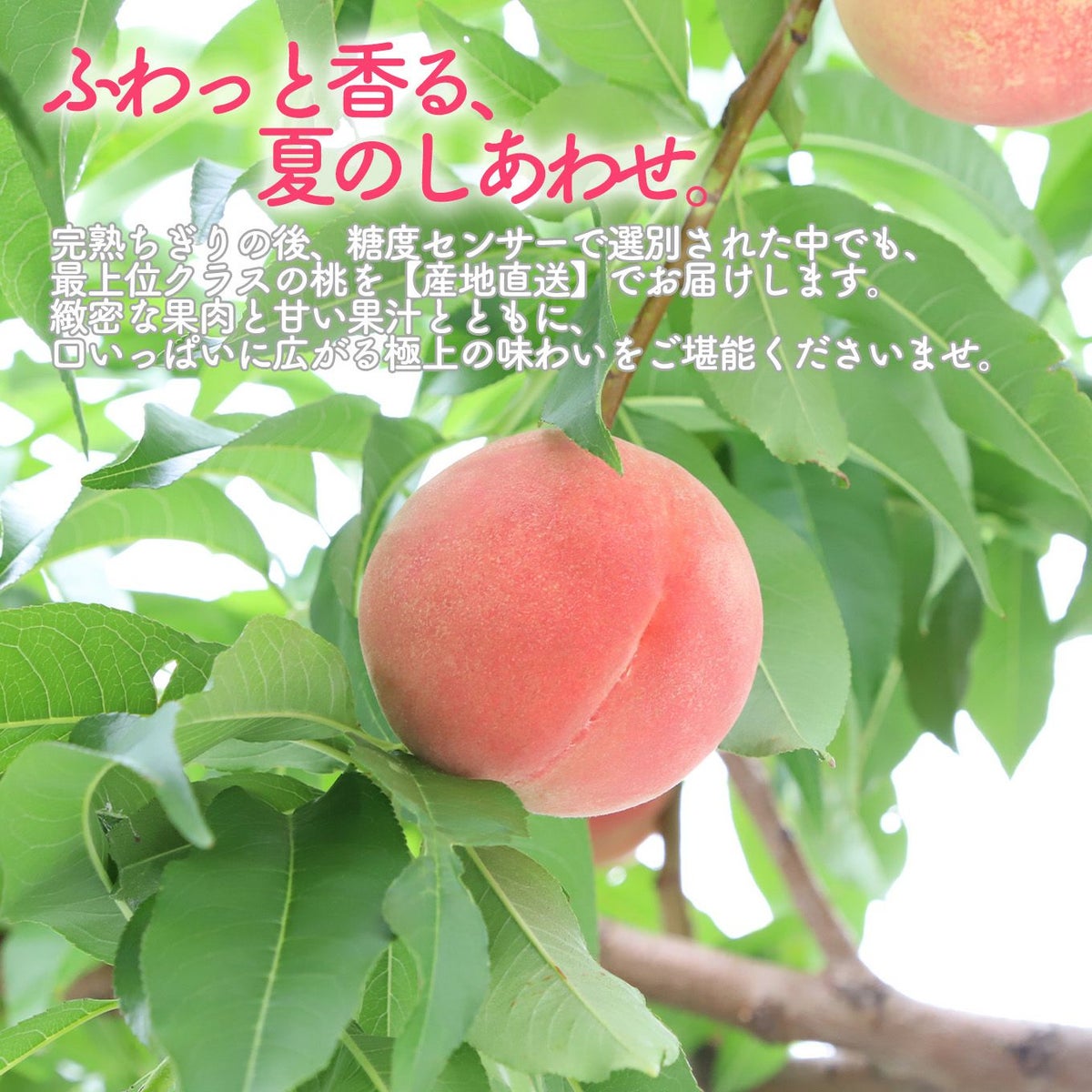 山梨県産　完熟桃　約3kg（9～12玉入／化粧箱入）【送料無料】