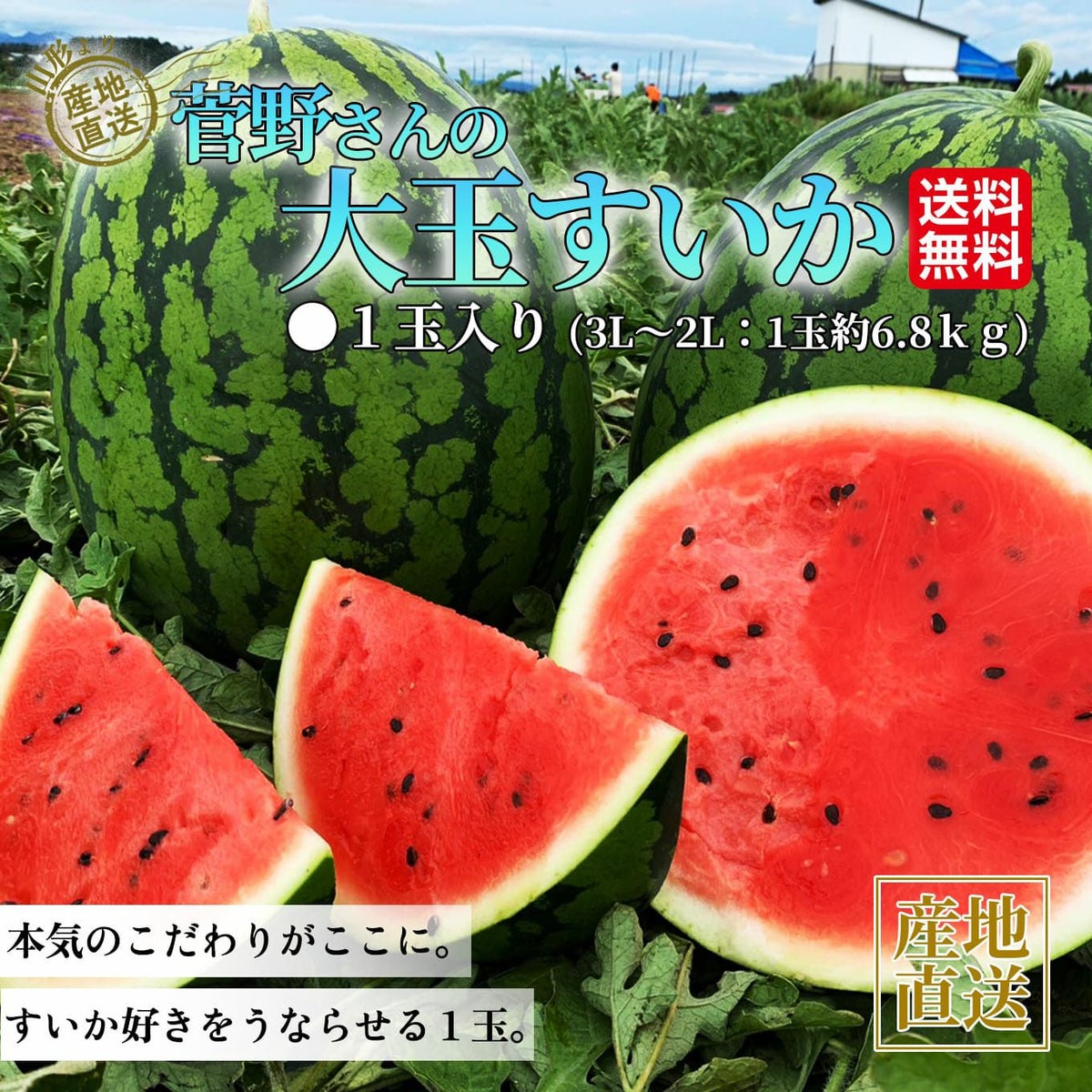  菅野さんの大玉すいか（１玉：約6.8㎏以上／３L～２L）【送料無料】