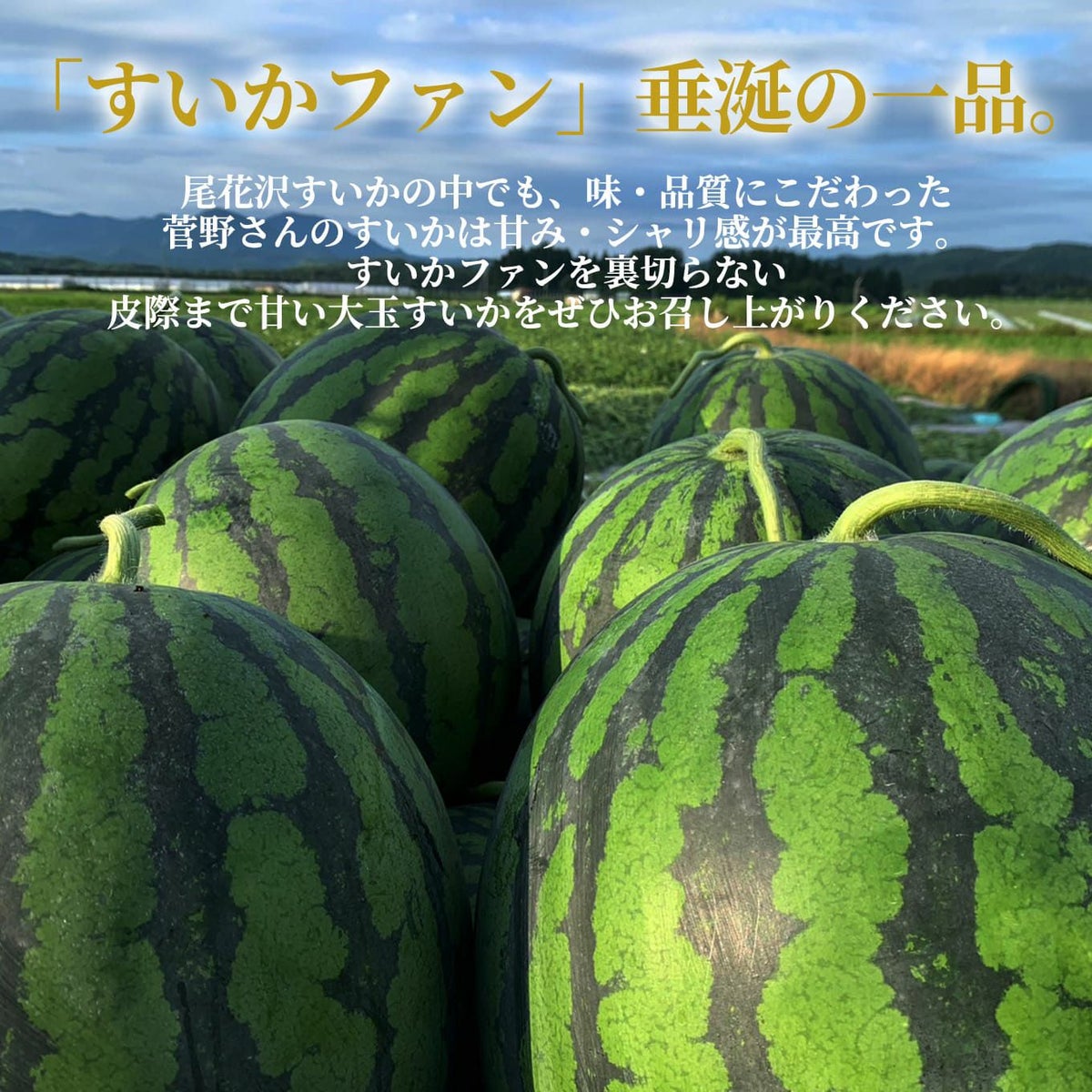  菅野さんの大玉すいか（１玉：約6.8㎏以上／３L～２L）【送料無料】
