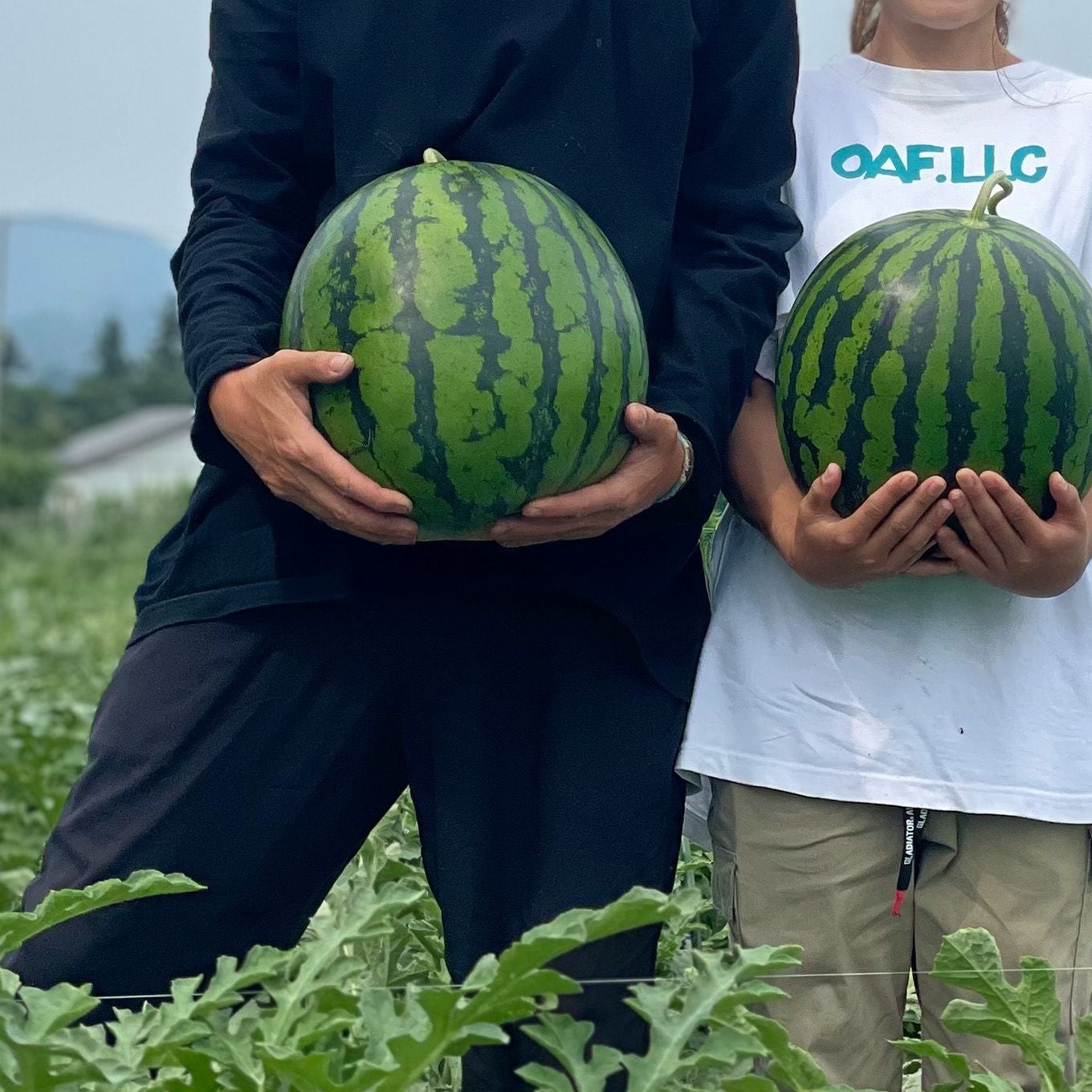 極味シリーズ》菅野さんの大玉尾花沢すいか（1玉：約8kg）【送料無料