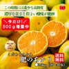 こだわりみかん「肥のあかり」 約2.5kg（20～45玉入 Ｌ～2Sサイズ）【送料無料】