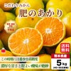 こだわりみかん「肥のあかり」 約5kg（40～90玉入 Ｌ～２Sサイズ）【送料無料】