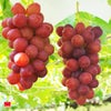 長野県産 完熟クイーンルージュ　2房（1房：約500ｇ前後） 【送料無料】
