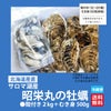 ≪期間限定≫サロマ湖産　昭栄丸の牡蠣　殻付き２kg ＋むき身 500g【送料無料】≪冷蔵便≫