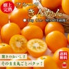 樹上完熟 フルーツきんかん ３kg(２L～M)
