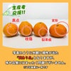 愛媛県産直　訳あり 完熟いよかん　５kg（１５玉前後）【送料無料】