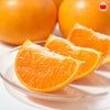 愛媛県産直　完熟 せとか 2.5kg（15玉前後）【送料無料】