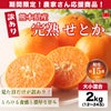 【訳あり】熊本県産 完熟 せとか 約2kg（12～24玉入/大小混合）※同住所に同商品２箱以上で送料無料！