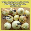 【訳あり】熊本県産 新たまねぎ「とろたま」２kg（10〜20玉前後）【送料無料】