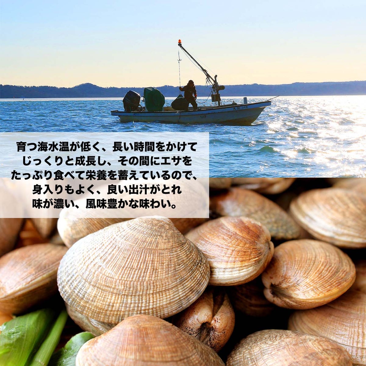 北海道産直！北海道厚岸産　活あさり　２ｋｇ（約120個）【送料無料】≪産地直送のため他の商品と同梱できません≫
