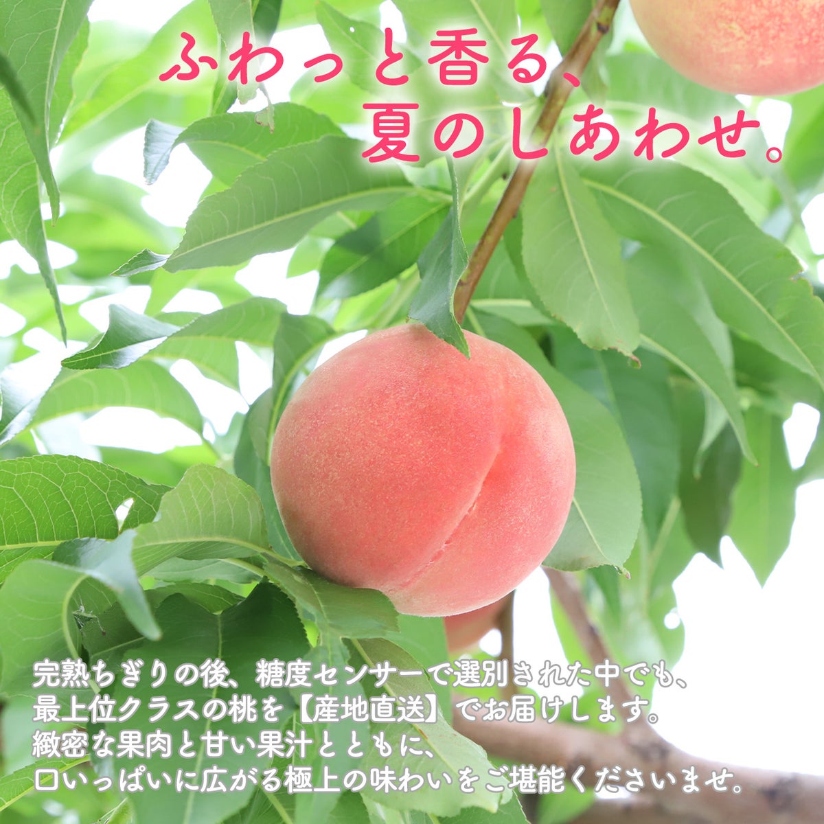 山梨県産直　完熟桃　約1.5kg（6玉入／化粧箱入）【送料無料】