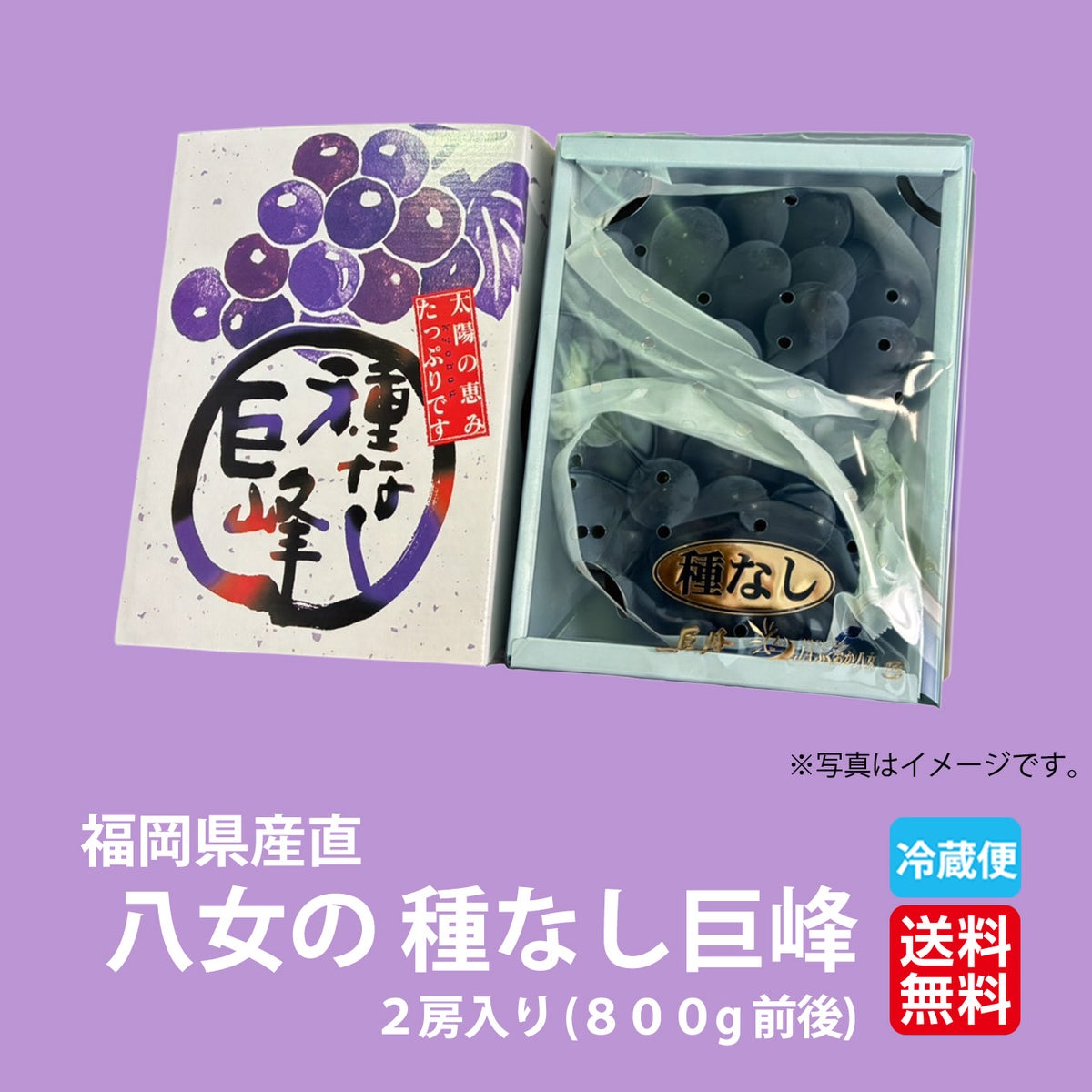 完熟　八女の種なし巨峰　２房（１房：400ｇ前後） 【送料無料】