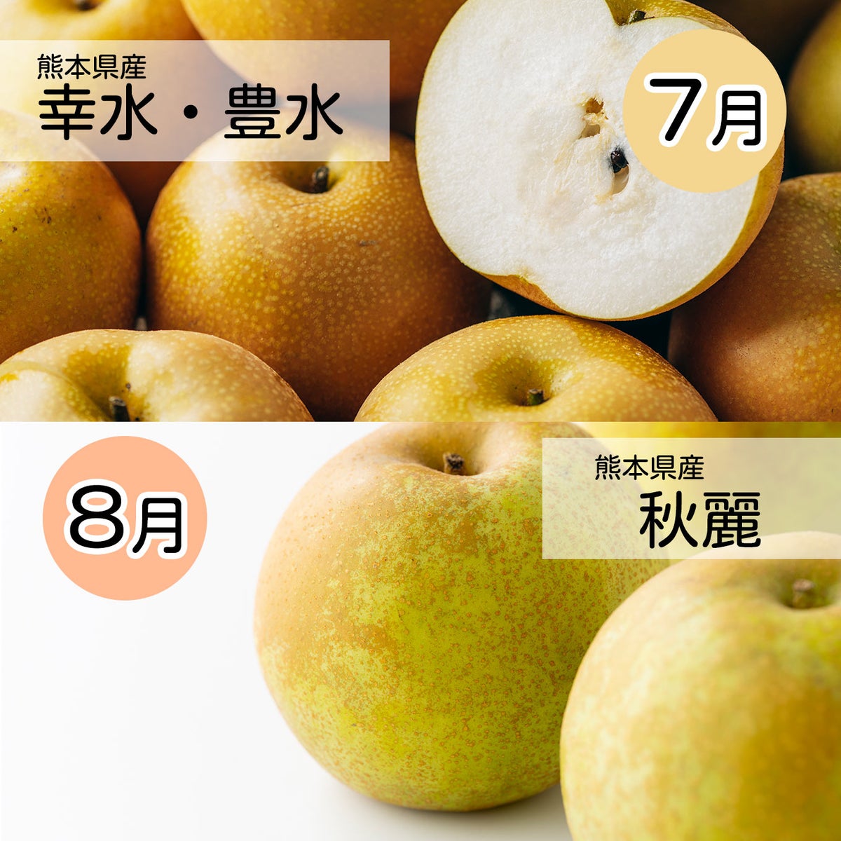 完熟　梨づくし定期便≪2.5㎏（6～10玉）／月1回お届け：7月～10月／4か月限定≫【毎月一律価格・送料無料】
