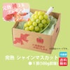 ★完熟ももプレゼント★完熟 シャインマスカット１房（550ｇ前後） 【送料無料】